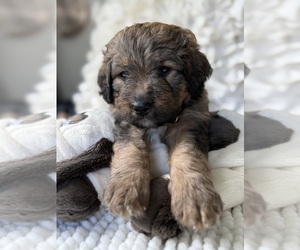 Bernedoodle Puppy for sale in BELMONT, NC, USA