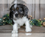 Small Photo #21 Cocker Spaniel Puppy For Sale in BALTIC, OH, USA