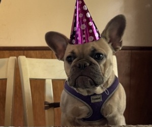 Mother of the French Bulldog puppies born on 07/01/2025