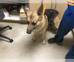 German Shepherd Dog Dogs for adoption in Riverside, CA, USA