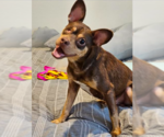 Small Chihuahua Mix