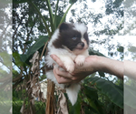 Small Photo #3 Pomeranian Puppy For Sale in PALM BCH GDNS, FL, USA