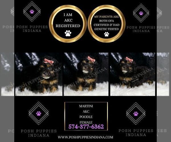 Medium Photo #4 Poodle (Toy) Puppy For Sale in WARSAW, IN, USA