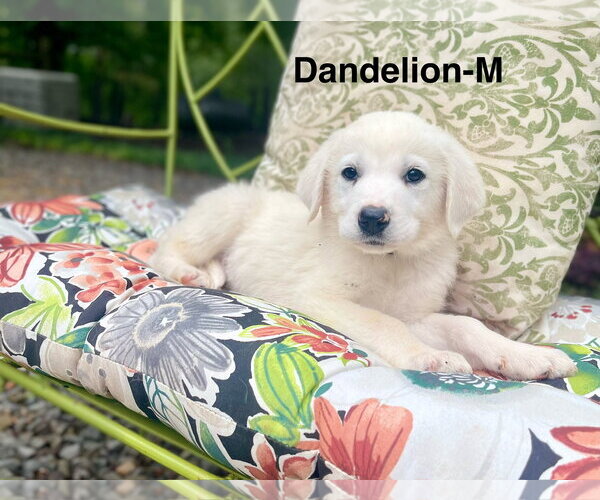 Medium Photo #2 Labrenees Puppy For Sale in Rockaway, NJ, USA