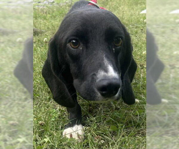 Medium Photo #3 Bagle Hound Puppy For Sale in Wetumpka, AL, USA