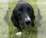 Small #2 Bagle Hound