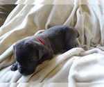 Small Photo #2 Cane Corso Puppy For Sale in SAN ANTONIO, TX, USA