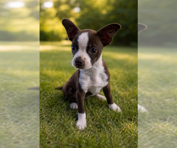 Medium Photo #1 Boston Terrier Puppy For Sale in Menifee, CA, USA
