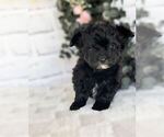 Small Morkie