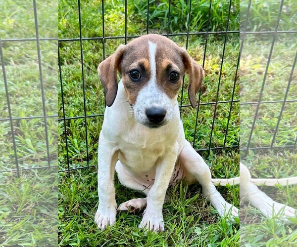 Medium Photo #1 Boxador Puppy For Sale in Southbury, CT, USA