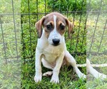 Moana ~ meet me! - Female Boxador Dog for Adoption - Small photo