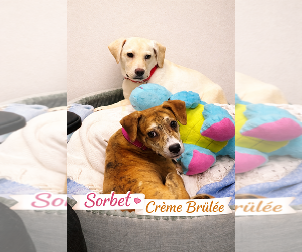 Medium Photo #2 Mutt Puppy For Sale in Evansville, IN, USA