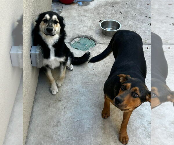 Medium Photo #1 Alaskan Malamute Puppy For Sale in Woodland, CA, USA
