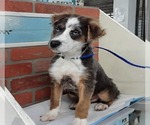 Small #2 Border Collie-Siberian Husky Mix