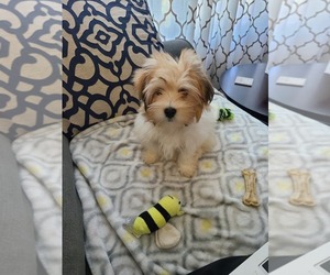 Havanese Puppy for sale in INDIANAPOLIS, IN, USA