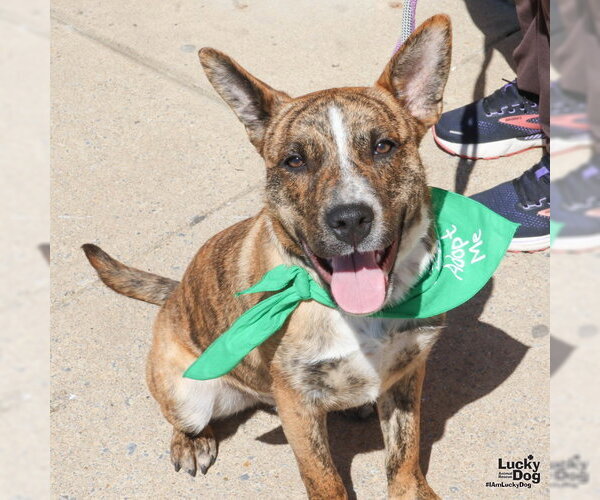 Medium Photo #3 Mutt Puppy For Sale in Washington, DC, USA