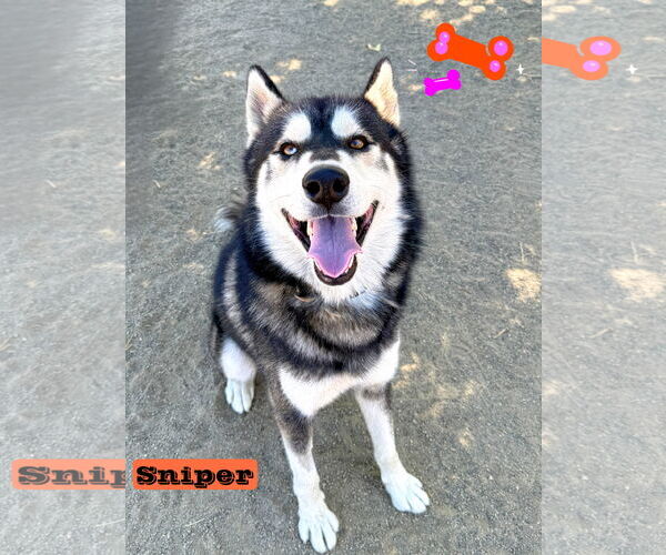 Medium Photo #1 Alusky Puppy For Sale in Riverside, CA, USA