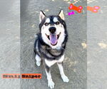 Small Alusky