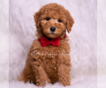 Small Photo #88 Goldendoodle (Miniature) Puppy For Sale in WARSAW, IN, USA