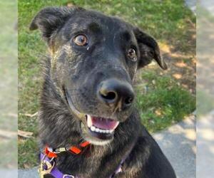 German Shepherd Dog-Unknown Mix Dogs for adoption in Alameda, CA, USA