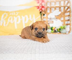 Poodle (Standard)-Pug Mix Puppy for sale in INDIANAPOLIS, IN, USA