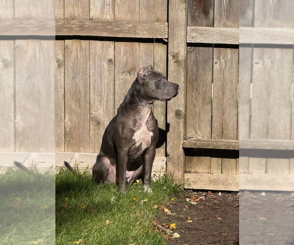Medium Photo #5 American Pit Bull Terrier Puppy For Sale in Techny, IL, USA