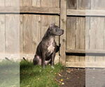 Small #4 American Pit Bull Terrier