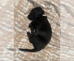 Small Photo #7 Dachshund Puppy For Sale in AYLETT, VA, USA
