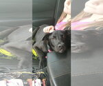 Small #2 Labrador Retriever Mix