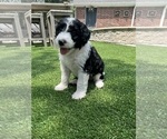 Small Photo #4 Bordoodle Puppy For Sale in THE WOODLANDS, TX, USA