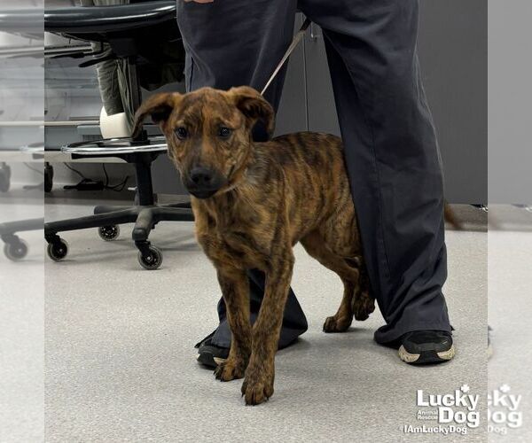 Medium Photo #3 Mutt Puppy For Sale in Washington, DC, USA