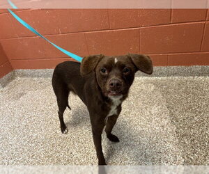 Mutt Dogs for adoption in Pueblo, CO, USA