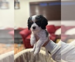 Small #2 Cavalier King Charles Spaniel