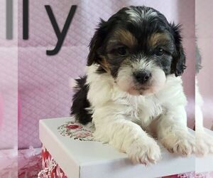 Zuchon Puppy for sale in ARTHUR, IL, USA