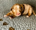 Small Photo #3 Miniature American Shepherd Puppy For Sale in KIRKSEY, KY, USA