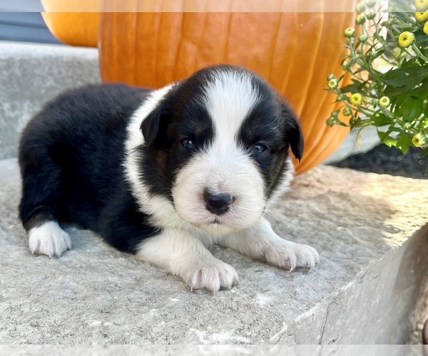 Medium Photo #6 Australian Shepherd Puppy For Sale in LODA, IL, USA