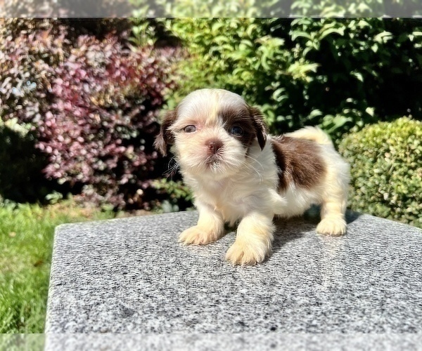 Medium Photo #3 Shih Tzu Puppy For Sale in HAYWARD, CA, USA