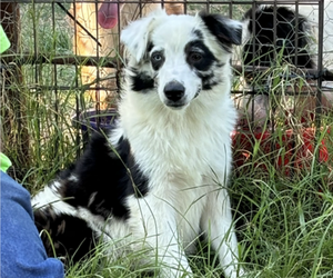 Miniature Australian Shepherd Puppy for sale in ANTLERS, OK, USA