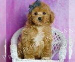 Puppy Blaze Poodle (Miniature)