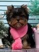 Small Photo #11 Yorkshire Terrier Puppy For Sale in CULLOWHEE, NC, USA