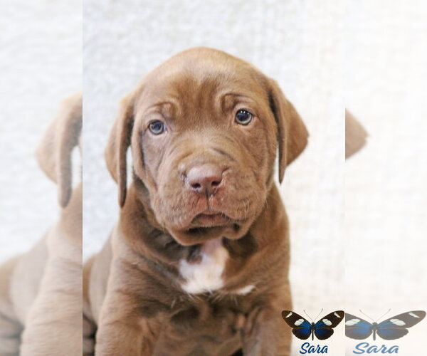 Medium Photo #4 Mutt Puppy For Sale in Wakefield, RI, USA