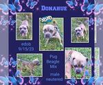 Small #3 Puggle