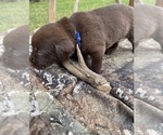 Puppy Blue Labrador Retriever