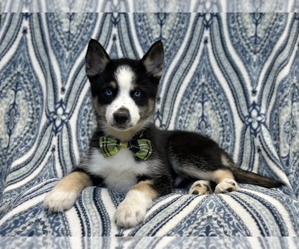 Medium Photo #2 Pomsky Puppy For Sale in LAKELAND, FL, USA