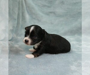 Chihuahua Puppy for sale in MUSKOGEE, OK, USA