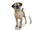 Small #2 Pug Mix
