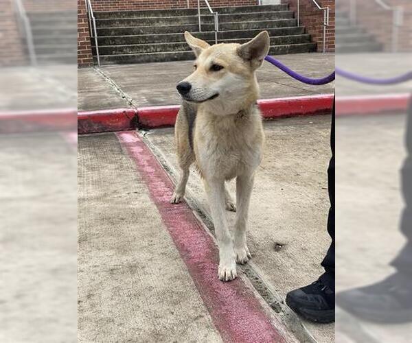 Medium Photo #1 German Shepherd Dog Puppy For Sale in Houston, TX, USA