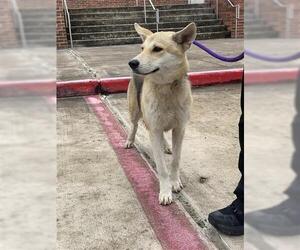 German Shepherd Dog Dogs for adoption in Houston, TX, USA