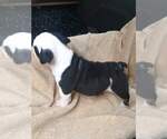 Small Photo #6 English Bulldog Puppy For Sale in NORFOLK, VA, USA