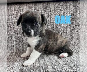 Chihuahua-Unknown Mix Dogs for adoption in Spring Lake, NC, USA